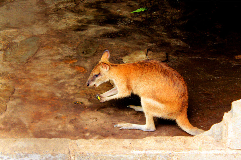 Brush Tail Wallaby